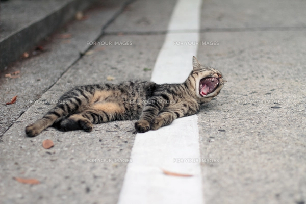 あくびする猫の写真素材 [FYI00049111] | ストックフォトの