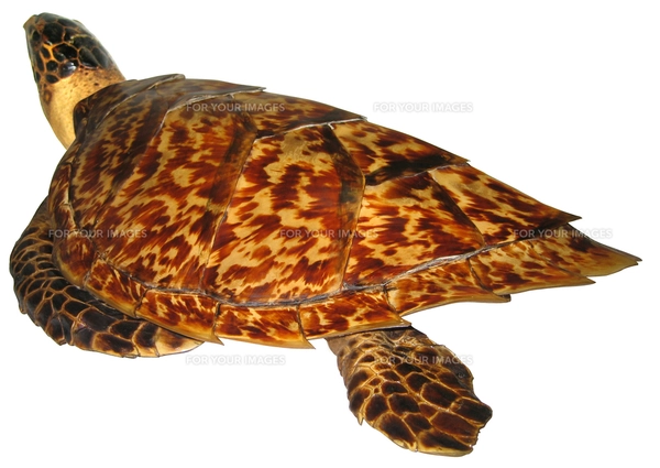 アカウミガメ 中型 茶色と黒の模様　剥製 ウミガメの剥製の写真素材 [FYI00061862] | ストックフォトの Qlean