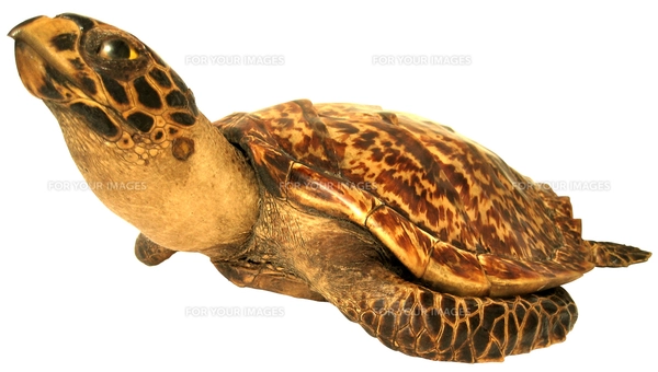 ウミガメの剥製の写真素材 [FYI00061862] | ストックフォトの Qlean