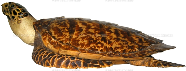 ウミガメ　剥製 Yahoo!オークション - 【希少】アオウミガメ剥製（全長60cm×46cm／重