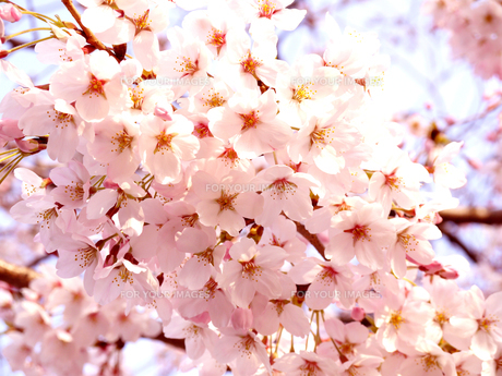 桜満開の写真素材 [FYI00120057] | ストックフォトの Qlean Market