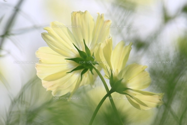 コスモス クリーム色の写真素材 [FYI00136851] | ストックフォトの