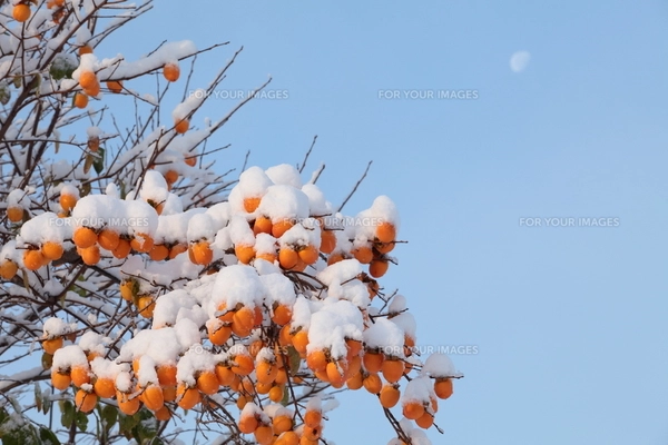 柿の木と初雪の写真素材 [FYI00155640] | ストックフォトの Qlean