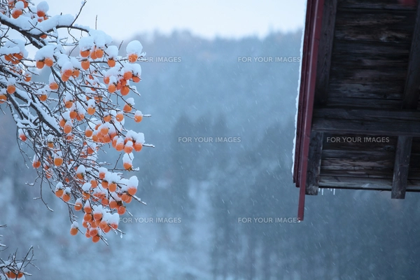 柿の木と初雪の写真素材 [FYI00155640] | ストックフォトの Qlean