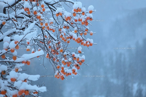 柿の木と初雪の写真素材 [FYI00155640] | ストックフォトの Qlean