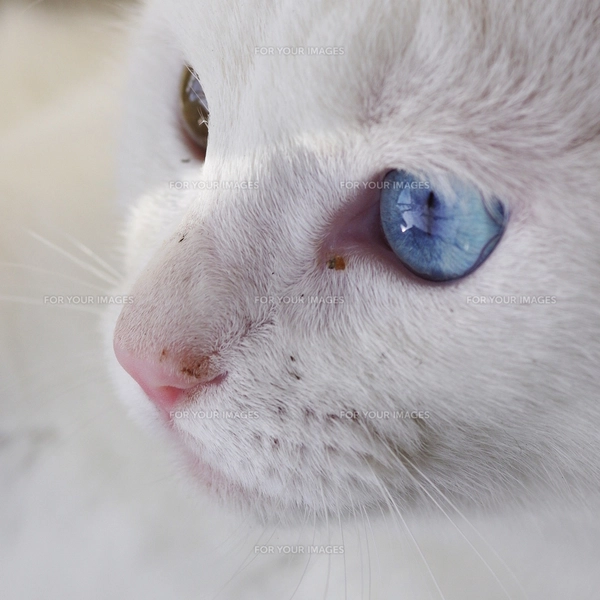 白猫 青い目 野良猫の写真素材 [FYI00164084] | ストックフォトの