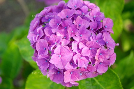 あじさい 赤紫2の写真素材 [FYI00186186] | ストックフォトの Qlean