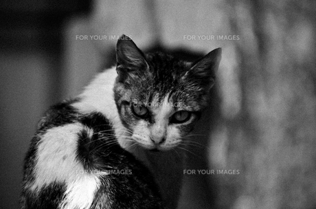 睨む猫の写真素材 [FYI00191114] | ストックフォトの Qlean Market