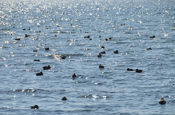 冬の琵琶湖の水鳥7の写真素材 [FYI00204428] | ストックフォトの