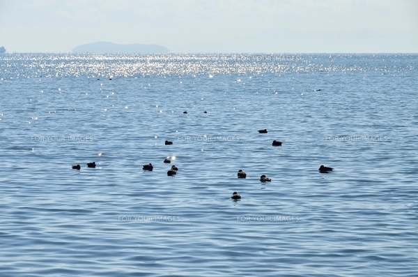 冬の水鳥（写真） 冬の琵琶湖の水鳥7の写真素材 [FYI00204428] | ストックフォトの
