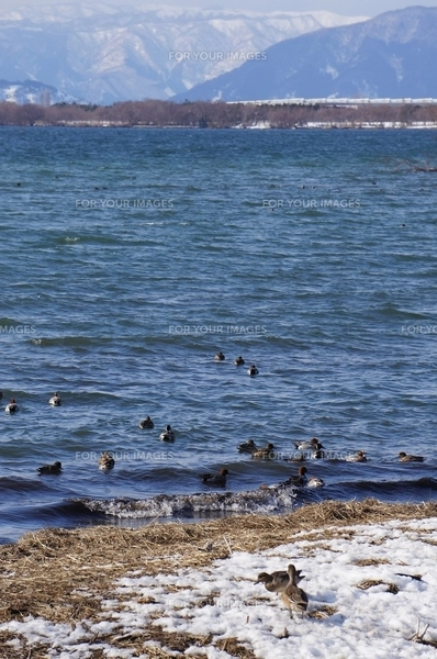 冬の琵琶湖で越冬する水鳥の写真素材 [FYI00203862] | ストックフォト
