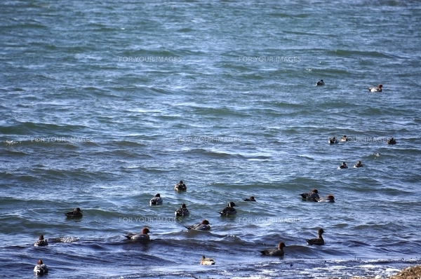 冬の水鳥（写真） 冬の琵琶湖の水鳥7の写真素材 [FYI00204428] | ストックフォトの