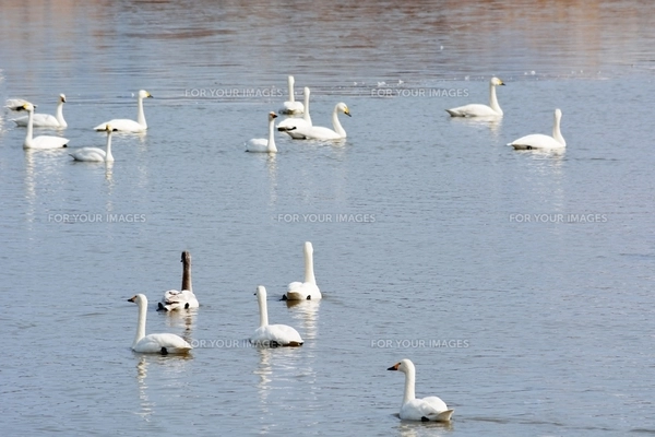 冬の琵琶湖で越冬する水鳥の写真素材 [FYI00203862] | ストックフォト