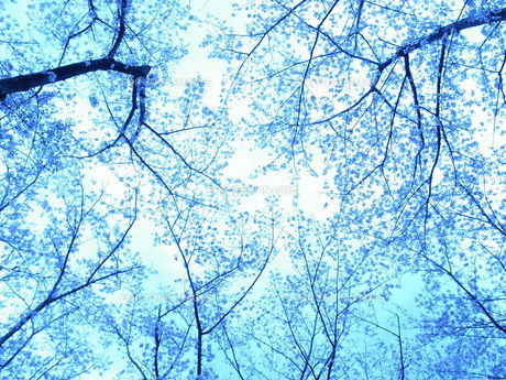 蒼桜の写真素材 [FYI00215489] | ストックフォトの Qlean Market（キュ
