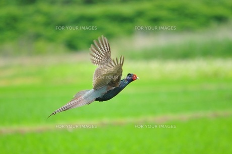 飛翔する雄雉の写真素材 [FYI00221628] | ストックフォトの Qlean