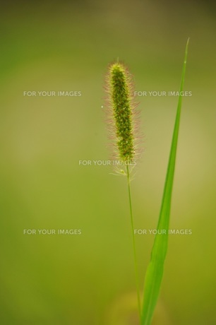 1本のねこじゃらしの写真素材 [FYI00221709] | ストックフォトの 