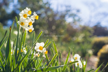 水仙の花の写真素材 [FYI00256018] | ストックフォトの Qlean Market
