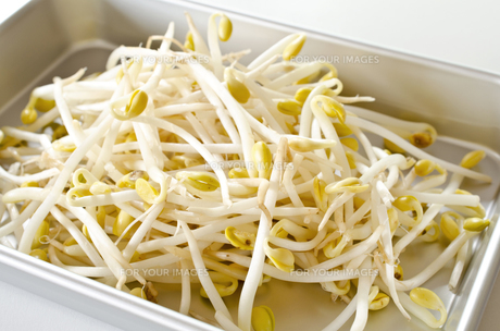 豆もやし様 小大豆もやし まめどん | 業務仕入・見積なら食品卸売の生鮮卸売市場