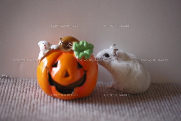 ハロウィンパンプキンとハムスターの写真素材 [FYI00287719