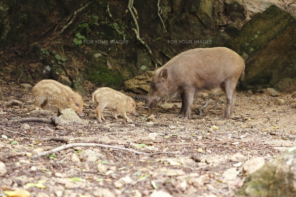 イノシシ親子　根付　天然素材 イノシシ親子との遭遇🐗 / 持っててよかったM.ZD40-150mm F2.8