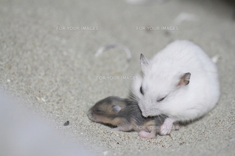 ハムスターの赤ちゃんの写真素材 [FYI00289032] | ストックフォトの