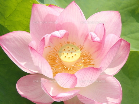 lotus 蓮 蓮 ハス