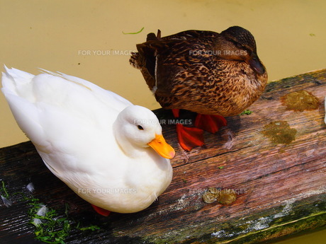 白いアヒルと茶色いアヒルの写真素材 [FYI00298491] | ストックフォト