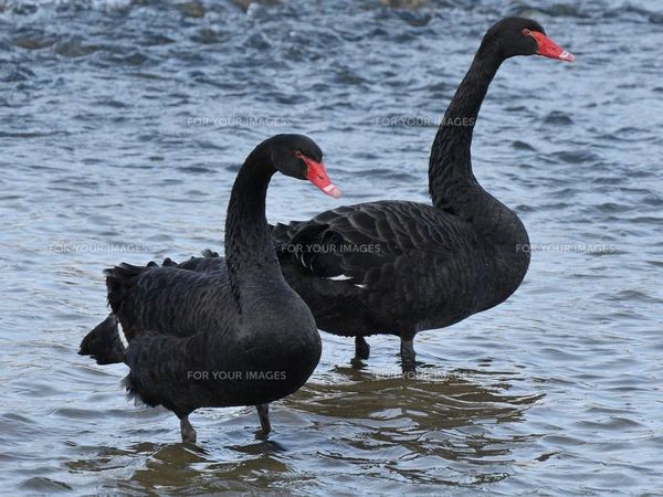 黒鳥 ブラックスワンの写真素材 [FYI00303346] | ストックフォトの