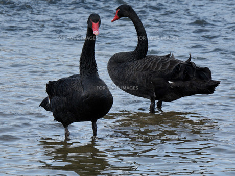 P.Black Swan ブラックスワン　ビカクシダ子株 ブラックスワン。 黒鳥を見れるとは。 日本にはたまに飛来してくる