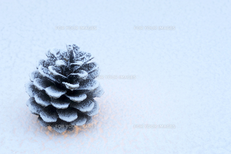 マツボックリ (松ぼっくり) 雪(人工雪)の写真素材 [FYI00311753