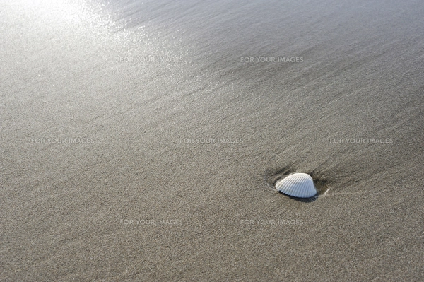 波打ち際の白い貝殻の写真素材 [FYI00311833] | ストックフォトの