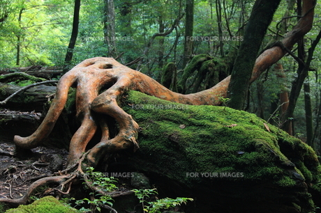 山採りヒメシャラ　/462 山採りヒメシャラ /462