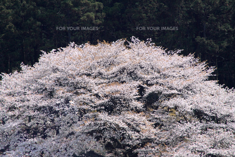 満開の山桜の写真素材 [FYI00324072] | ストックフォトの Qlean Market