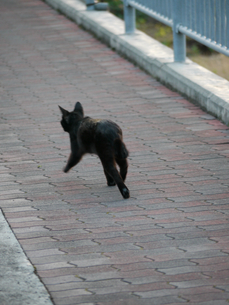 逃げるネコ 逃げる猫の写真素材 [FYI00335561] | ストックフォトの Qlean Market