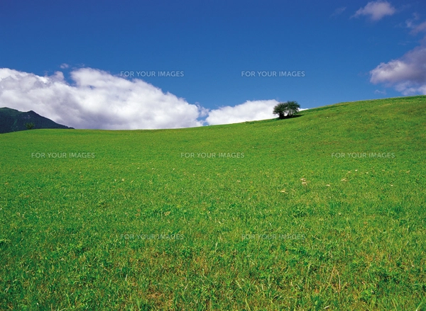 スイスの草原の写真素材 [FYI00366236] | ストックフォトの Qlean