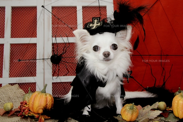 ハロウィン仮装チワワの写真素材 [FYI00381147] | ストックフォトの