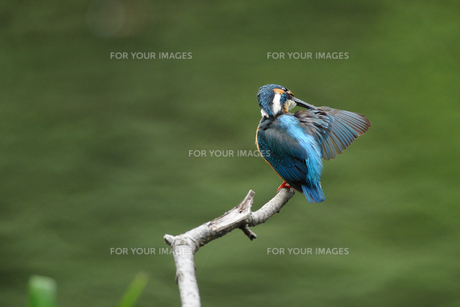羽づくろいするカワセミの写真素材 [FYI00388261] | ストックフォトの