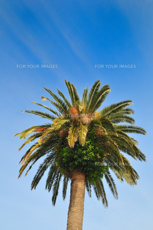 フェニックスの木の写真素材 [FYI00391727] | ストックフォトの Qlean