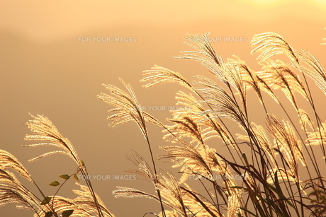 秋の風の写真素材 [FYI00419776] | ストックフォトの Qlean Market