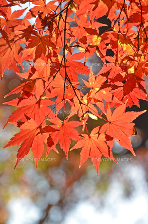 イロハモミジの紅葉の写真素材 [FYI00449202] | ストックフォトの
