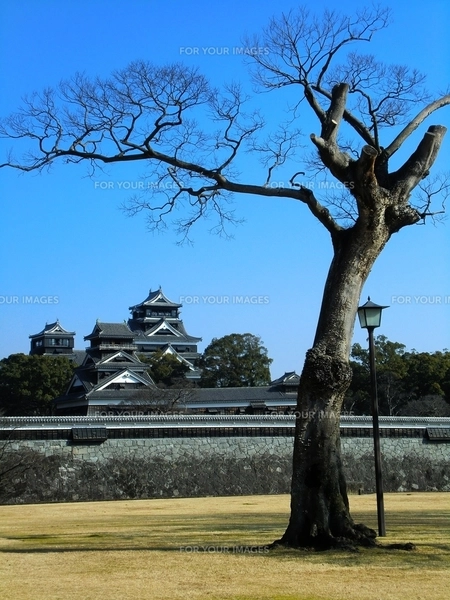 二の丸公園から望む熊本城天守閣と宇土櫓の写真素材 [FYI00456133