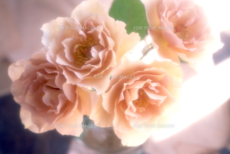 ベージュの薔薇の写真素材 FYI00461721 ストックフォトの Qlean Market キュリンマーケット