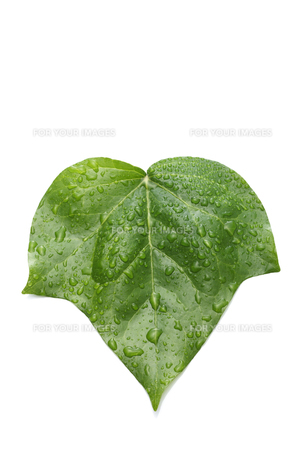 ツタの葉っぱの写真素材 [FYI00474989] | ストックフォトの Qlean