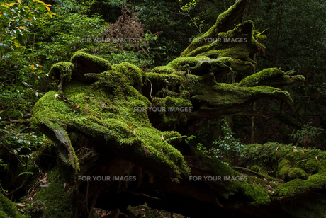 屋久島の朽木と苔の写真素材 [FYI00481684] | ストックフォトの Qlean  