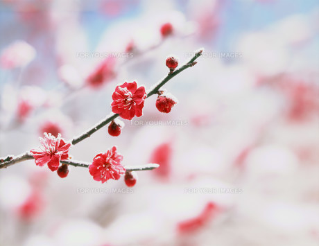 紅梅と雪の写真素材 [FYI00496518] | ストックフォトの Qlean Market