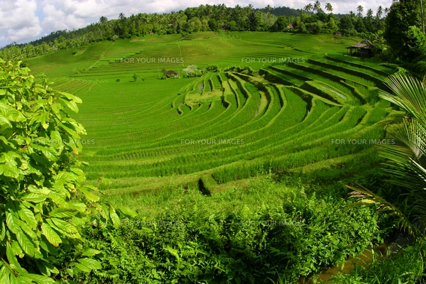 インドネシア バリ島の棚田の写真素材 [FYI00497695] | ストックフォト