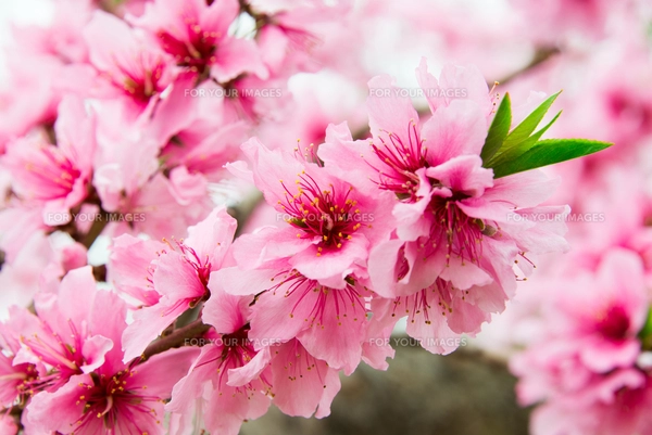 桃の花 - 日本の3月 -の写真素材 [FYI00551935] | ストックフォトの