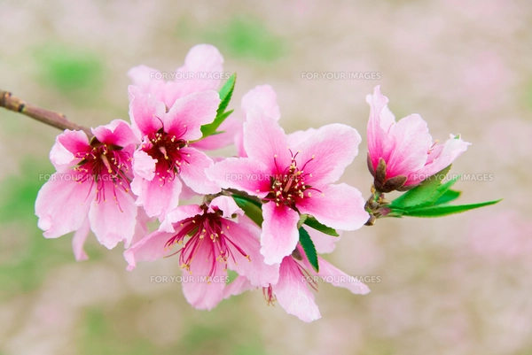 桃の花 - 日本の3月 -の写真素材 [FYI00551938] | ストックフォトの