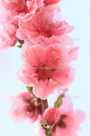 ピンク色の桃の花 - 日本の3月 -の写真素材 [FYI00564723] | ストック