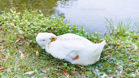 アヒルの寝顔の写真素材 [FYI00621052] | ストックフォトの Qlean